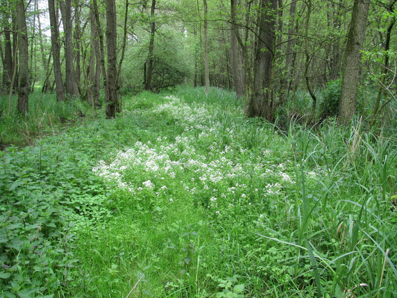 Uitbundige groei en bloei van Bittere veldkers in 2012 op een plek in de Zumpe met voor de soort ideale omstandigheden en toen nog veel kwelwater ontving.