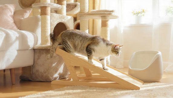 Natürliche Hilfe bei Katzen- Arthrose mein Ansatz in Sachsen- Anhalt