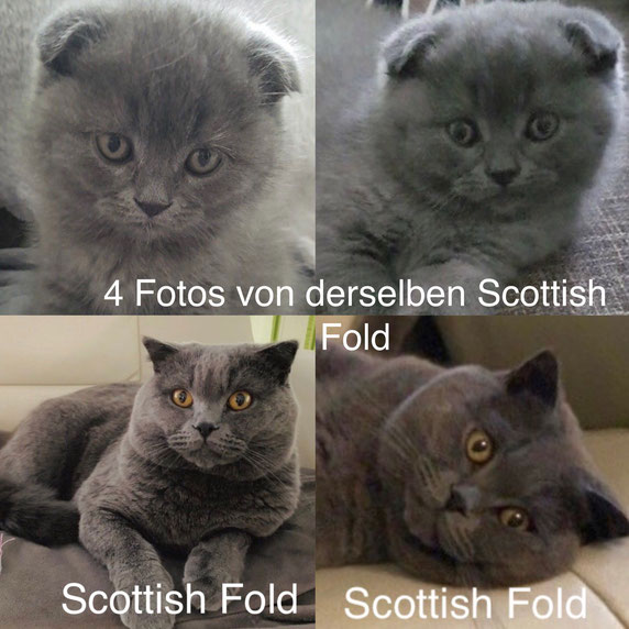 Scottish Fold Katzen Leiden An Osteochondrodysplasie