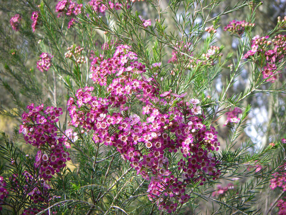 Geraldton Wax in bloom.