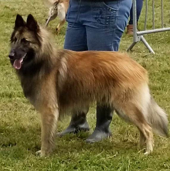 Aragorn des Loups de la Tiarde
