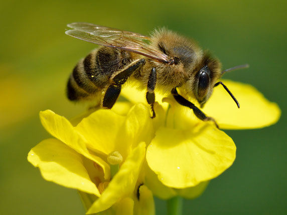 abejas guardianes de nuestros ecosistemas y agricultura