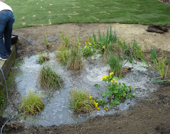 Creating a bog garden in a wet or dry area of a garden - flowerpotman ...