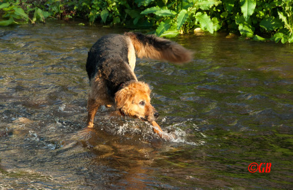 Wo ist der Fisch?