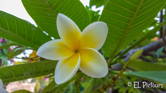 Frangipani, Teneriffa