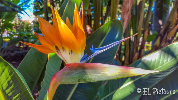 Botanischer Garten, Teneriffa