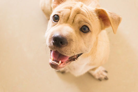 犬のしつけ　無料相談