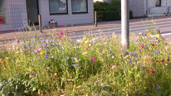 Nachher: die ersten beiden Blühstreifen im Sommer 2018,  Blühstreifen mit Saatgutmischungen (Mischungen für öffentliches Grün)