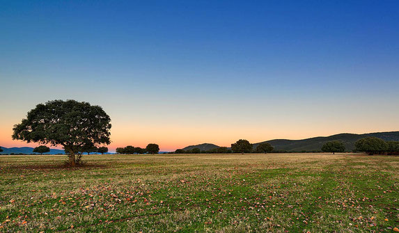 Parque Nacional de Cabañeros. Fuente de la imagen: Turismo Castilla-La Mancha.