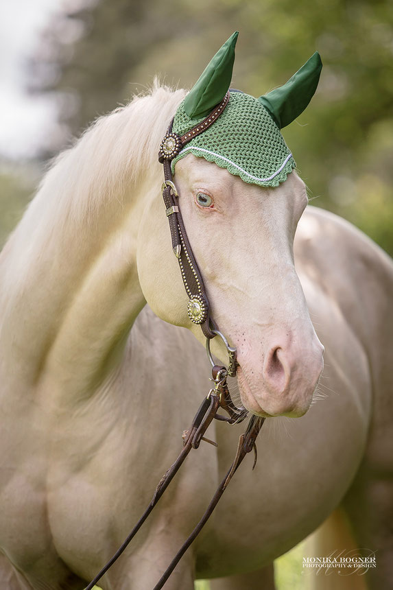 Bemützt Quarter Horse