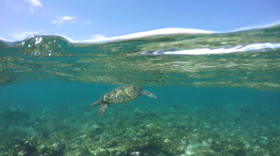 seaturtle in ocean