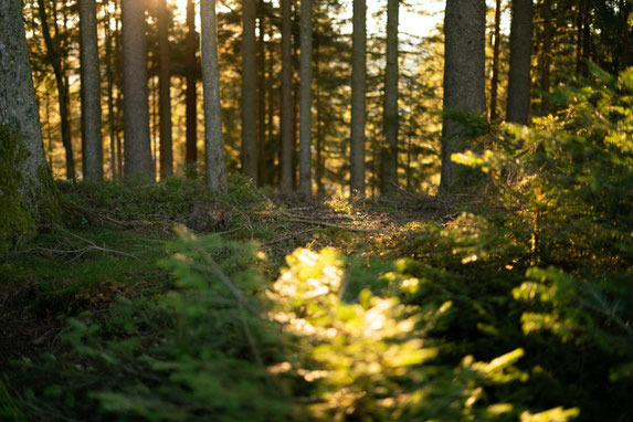 Wald