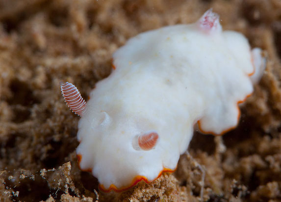Goniobranchus verrieri anc Chromodoris verrieri