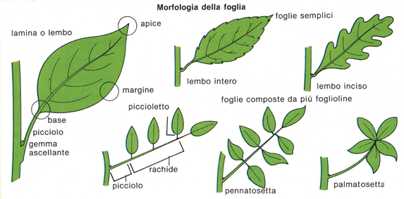 morfologia della foglia