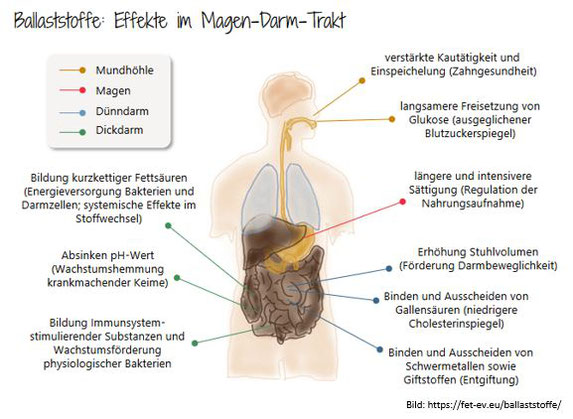 Ballaststoffe Lowcarb Diabetes RangerPower Backmischungen Blog Darmgesundheit Gluten Allergene