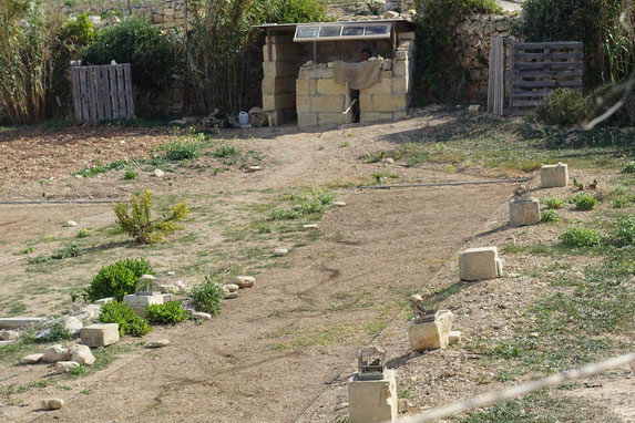 Malte, Gozo : site de piégeage illégal d'oiseaux migrateurs le long du sentier côtier entre Xlendi et falaises de Sannat