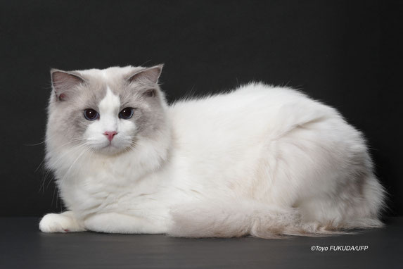 我が家の猫たち キャッツアイドル 我が家の猫たち キャッツアイドル