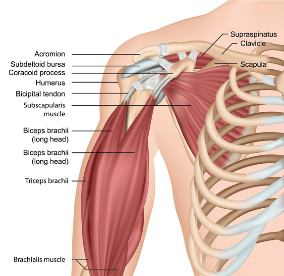 anatomía del hombro