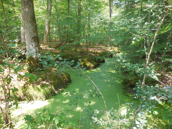 Canaux envahis par les micros algues d'eau douce