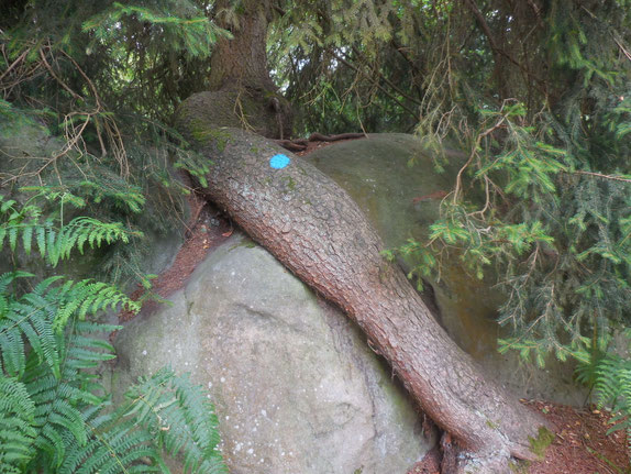 L'arbre couché sur le rocher, une histoire d'amour secrète