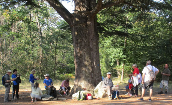 Placé au centre, cet arbre mémorable doit avoir entre 250 à 300 ans