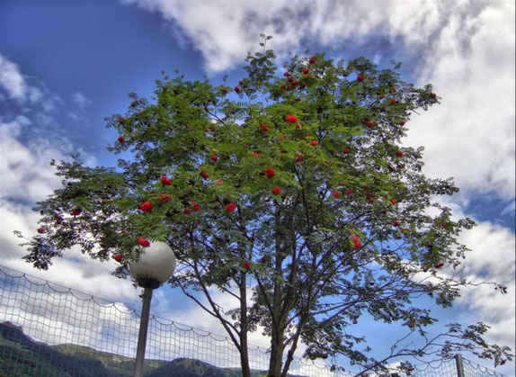 Irgend ein Beerenbaum in Comprovasco