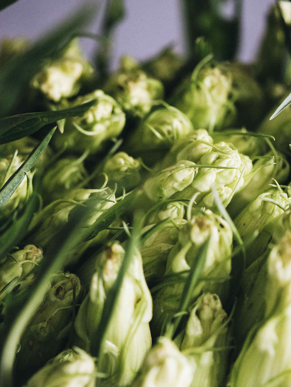 LACHSTARTE MIT PUNTARELLE