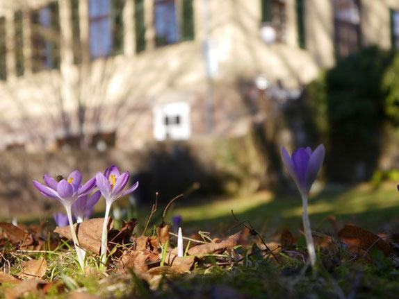 ... auch auf unserem Quäker-Friedhof