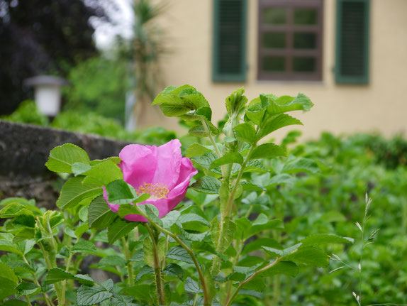 Die erste Rose der neuen Hecke, die wir im Herbst gepflanzt haben
