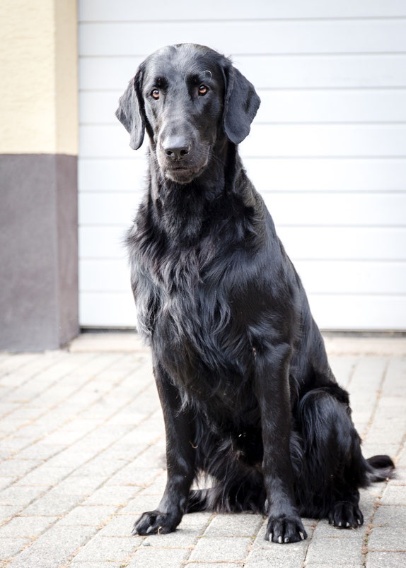 Fellpflege Das Flat Portal