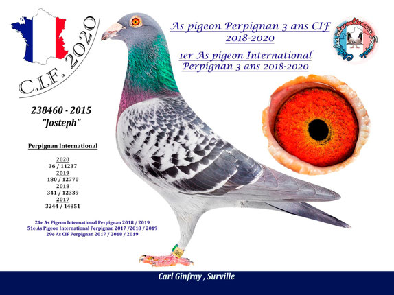 Père du pigeon mis en vente