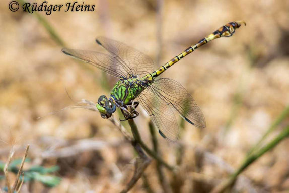 Grüne Sandjungfer (Paragomphus genei) Männchen