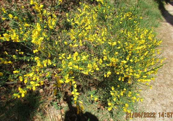 quel joli bouquet jaune, la nature s'est faite belle pour les dames randonneuses