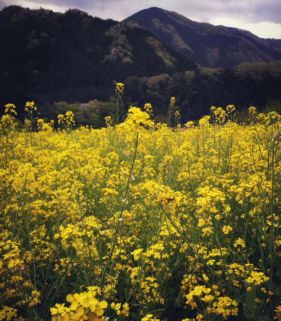 Flower field on the way all rights reserved by onegai kaeru