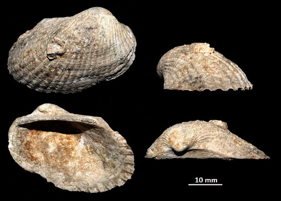 Anadara darwini, Macchia della Turchina (Monteromano, VT)