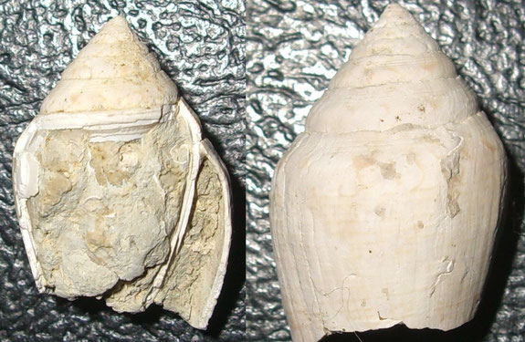 Conus noae, Macchia della Turchina, Monteromano (VT)