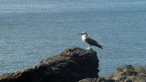 Blue footed boobie