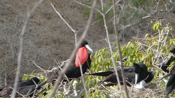 A fragata bird about to inflate ints neck