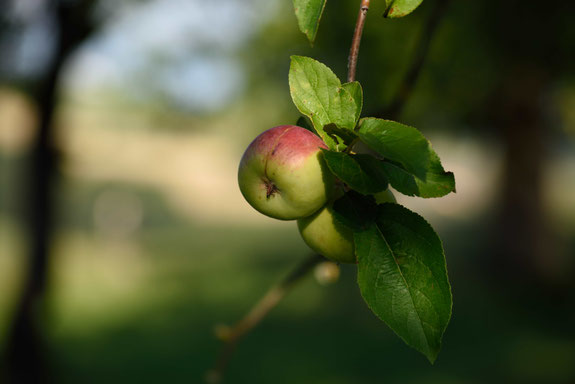 Foto: Valentin Köstler