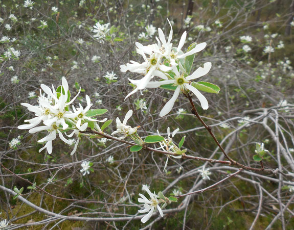 Blanc immaculé de ces fleurs d'un simple arbuste, mais quel est son nom ?