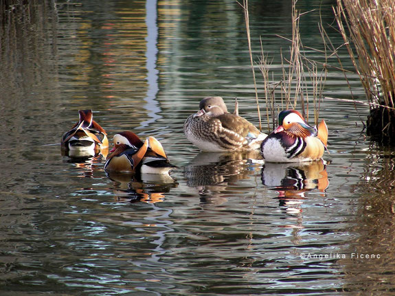 Mandarinenten  © Mag. Angelika Ficenc