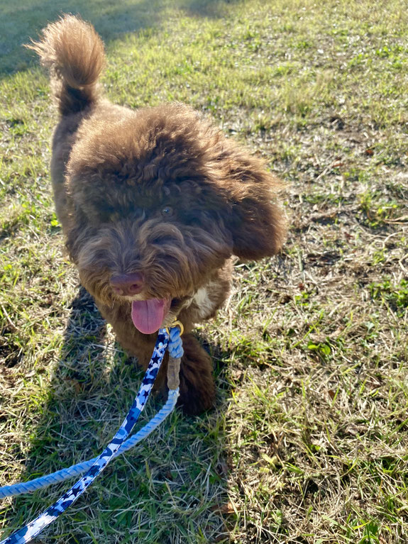 犬のしつけ教室　犬のしつけ　ドッグトレーニング