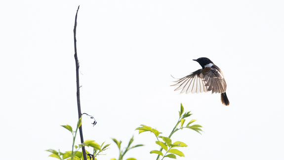 schwarzkehlchen, sebastian vogel, vogel-naturfoto, vogelfotografie