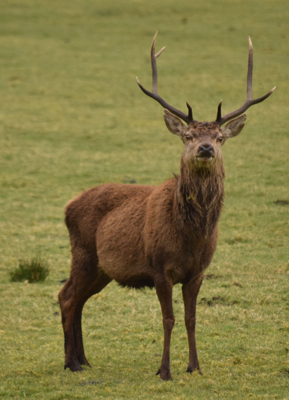 Inner Hebrides - Bradt Guide - Katie Featherstone
