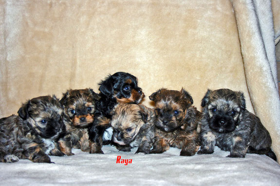 Ich und alle meine Geschwister. Hunde Wurf von 6 Bolonka Zwetna Welpen im Hundewinger von Amur in Wittichenau. Raya und ihre Geschwister.