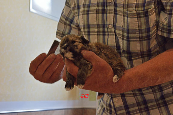 Ich bin doch kein Hamster. Körperpflege eines Bolonka Zwetna Welpen durch den Hunde-Papa. Flohkamm und Hängeohren.