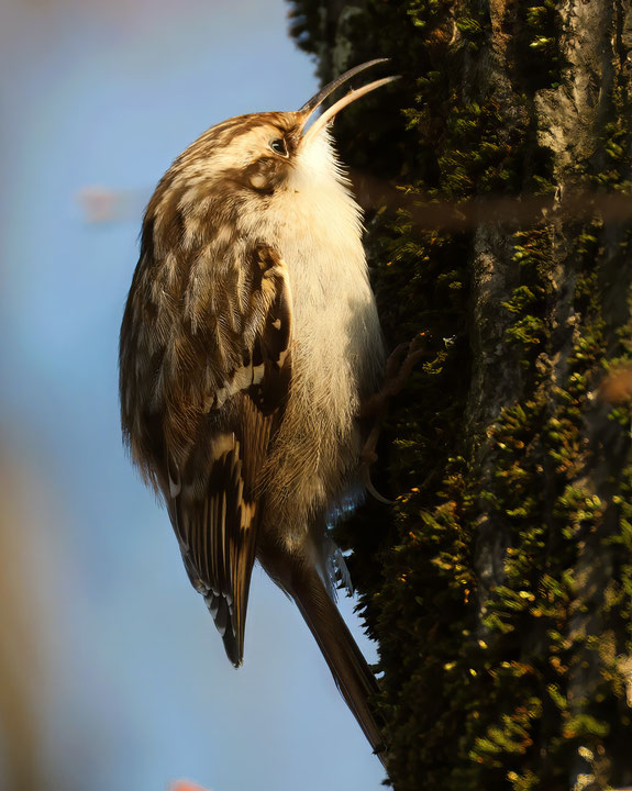 Foto: Gartenbaumläufer bei der Stunde der Wintervögel, Bietigheim, Park an der Enz, Sa, 11.1.2025, Foto Thomas Gölzer