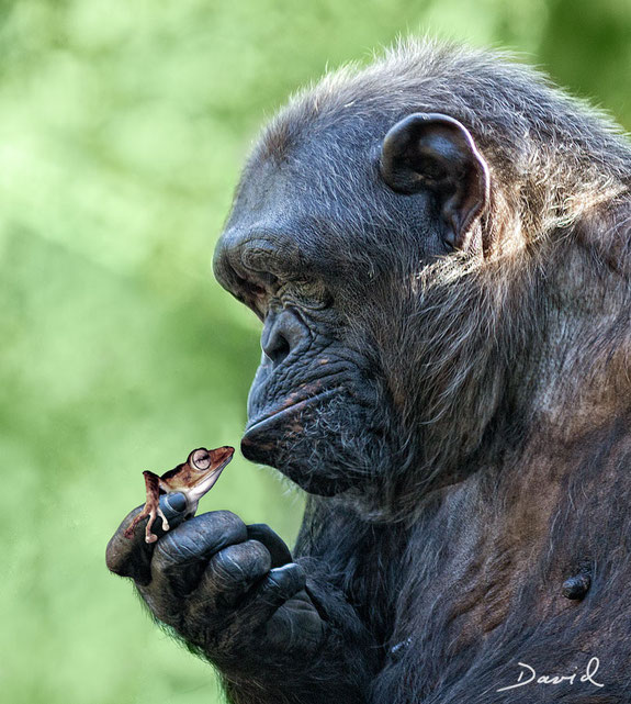 Schimpanse Fotomontage Werner David