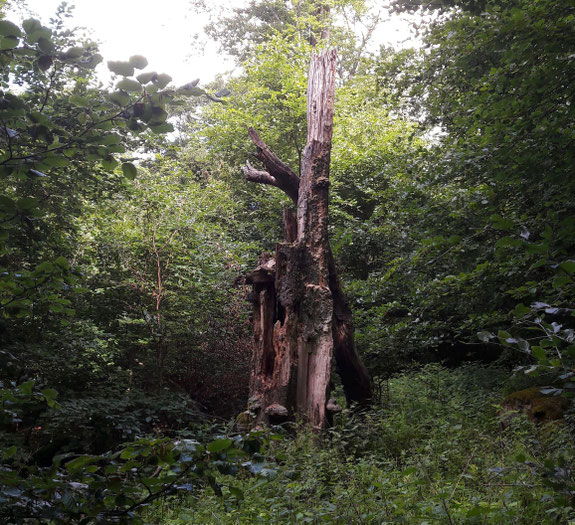 Biotopbaum in der Nähe des Glaskopfes