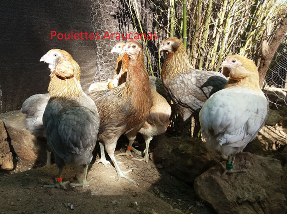 araucana coq contre poule